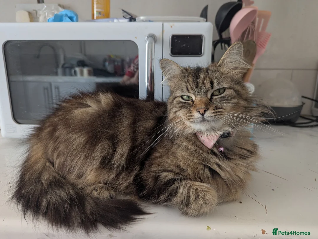 Persian cats for sale: 3 X long haired, Doll faced Persian kittens cross  - Advert 1