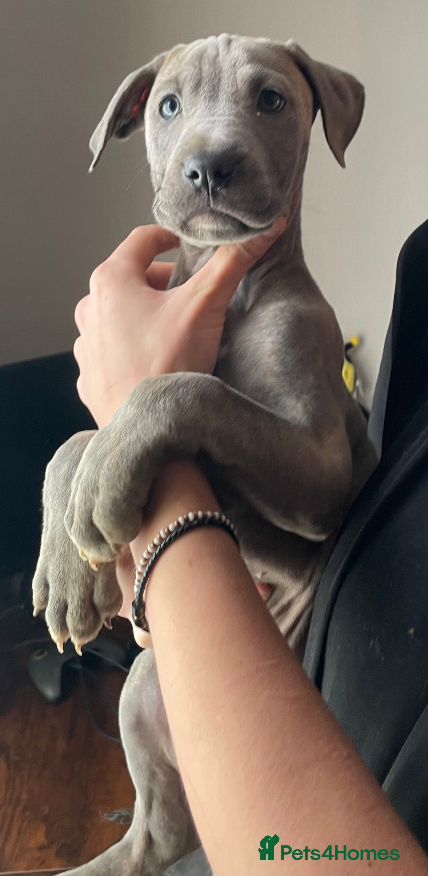 Mixed Breed dogs Stunning Cane Corso x Presa Canario Puppies  - Advert 3