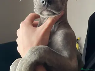 Mixed Breed dogs Stunning Cane Corso x Presa Canario Puppies - Advert 3