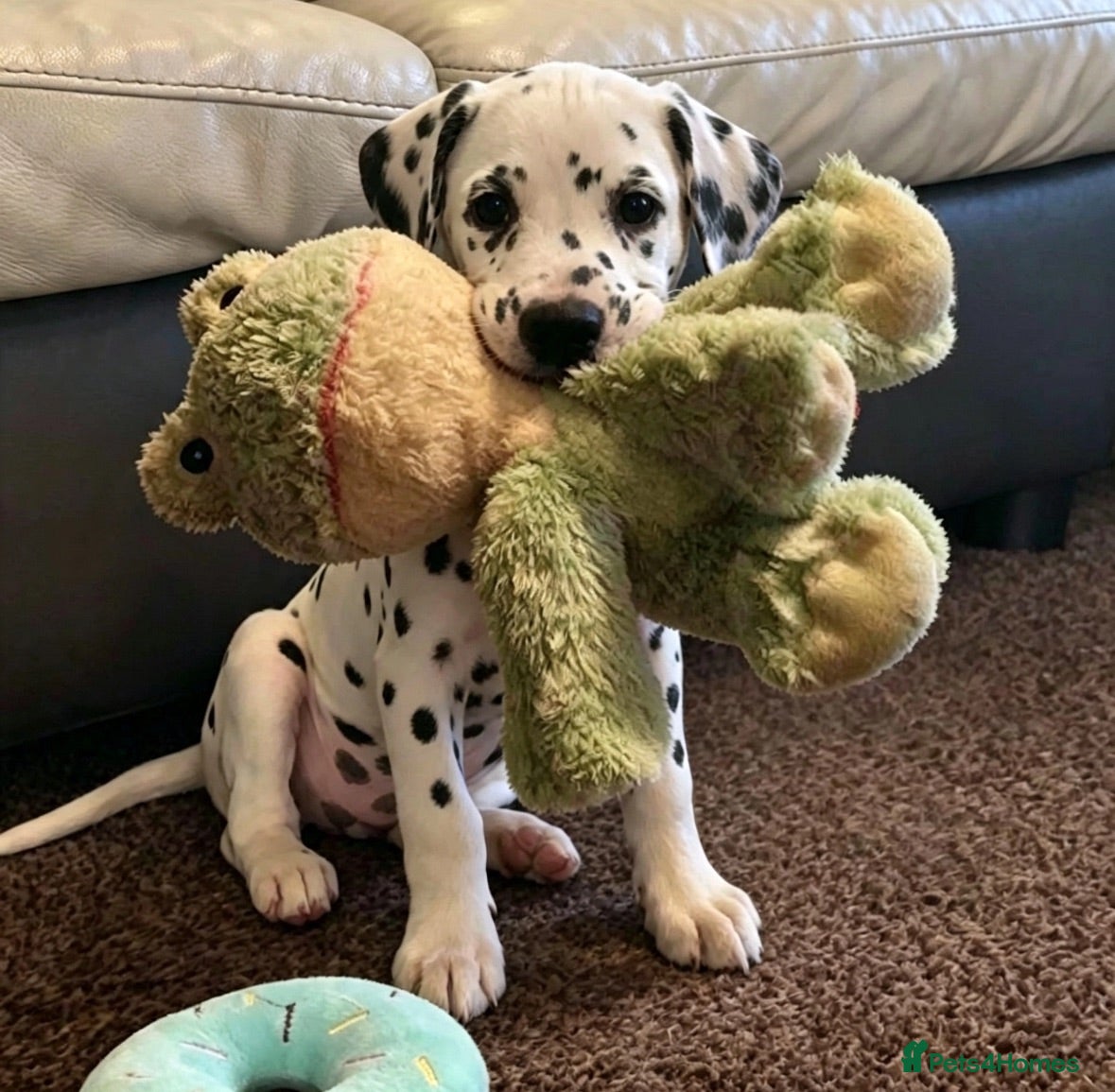 Dalmatian dogs Beautiful Dalmatian puppies ready to reserve  - Advert 2