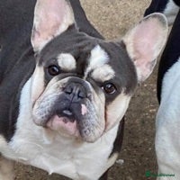 French Bulldog dogs Kc reg rare markings in Peterborough - Advert 1