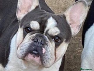 French Bulldog dogs Kc reg rare markings in Peterborough - Advert 11