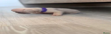 French Bulldog 4