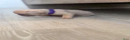 French Bulldog dogs for sale: 🐾 Beautiful Vet Registered FrenchBulldog Puppies  - Advert 4