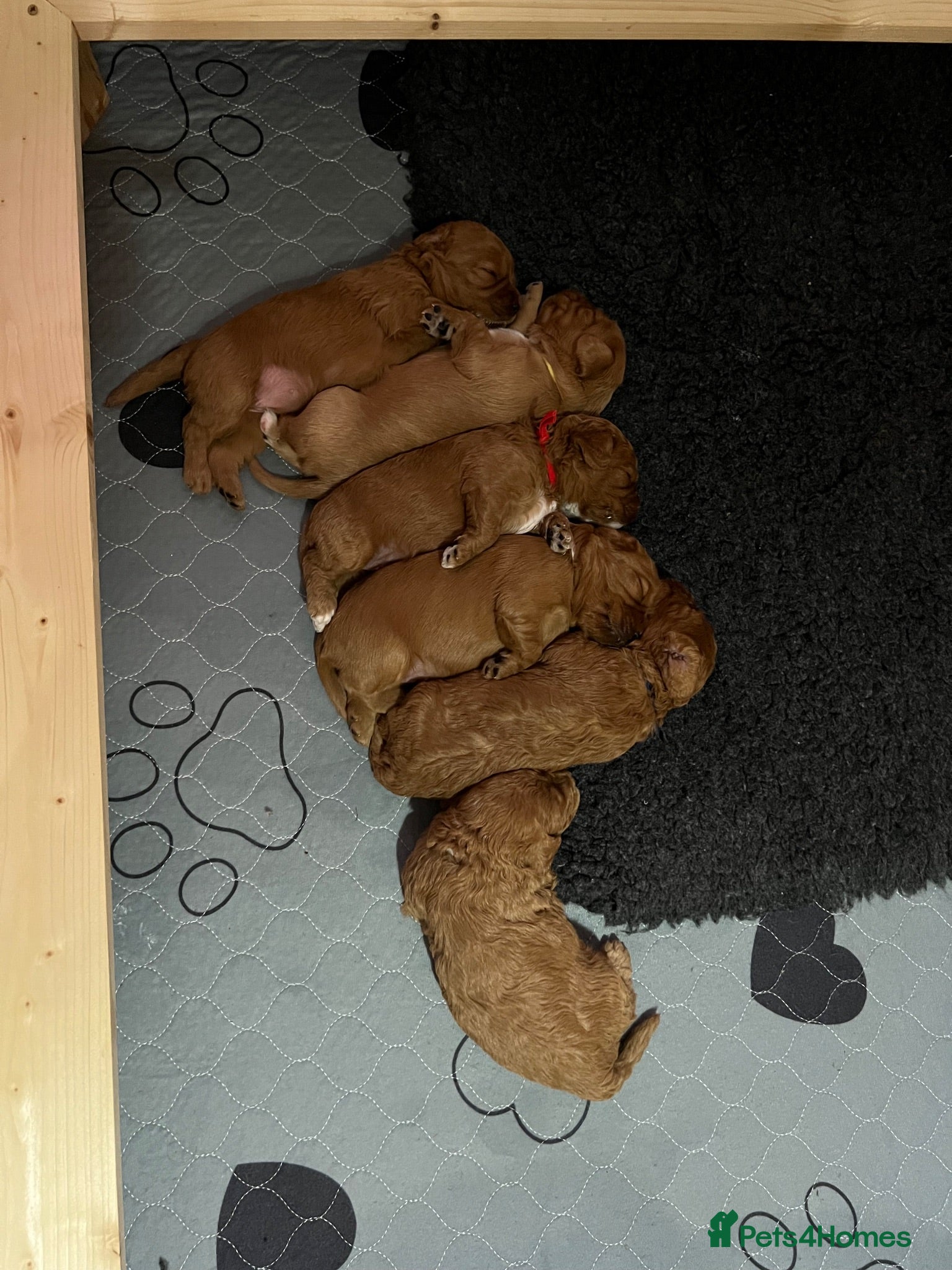 Cavapoo dogs  ⭐️Precious cavapoos F1B⭐️ - Advert 2