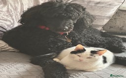 Mixed Breed cats for sale: Urgent New Home Needed - Image 3