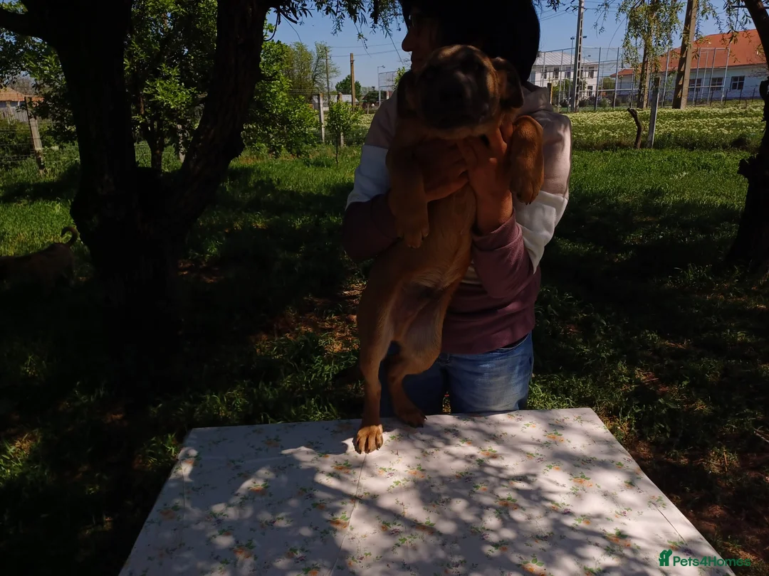 Mixed Breed dogs for adoption: BLUE, a Lovely Puppy Boy - for a Loving Home in Nottingham - Advert 21