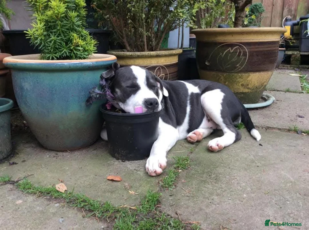 Staffordshire Bull Terrier dogs for sale: Sweet Suzie needs loving home due to bereavement  - Advert 2