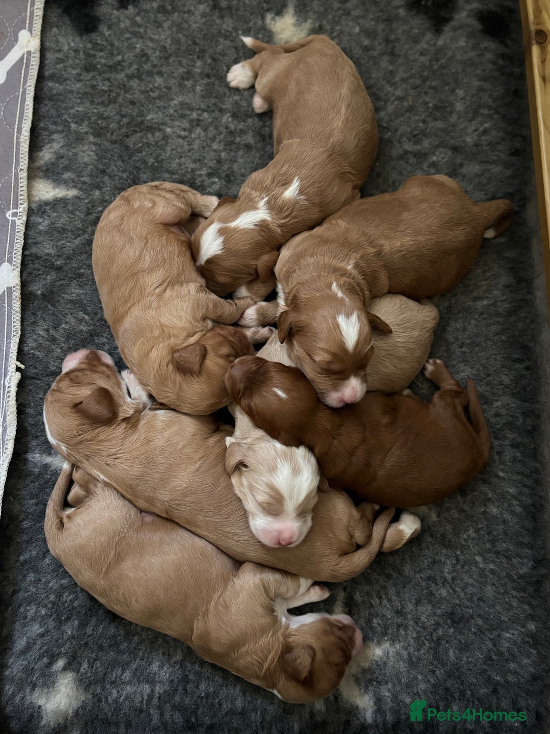 Australian Labradoodle dogs for sale: Pure Australian Labradoodle Puppies ready 30/09/25 - Image 5