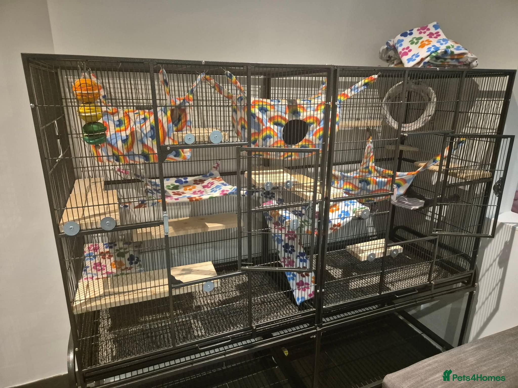 Chinchilla rodents Chinchillas - Advert 13