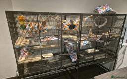 Chinchilla rodents for sale: Chinchillas - Image 1