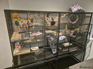 Chinchilla rodents for sale - Advert 1