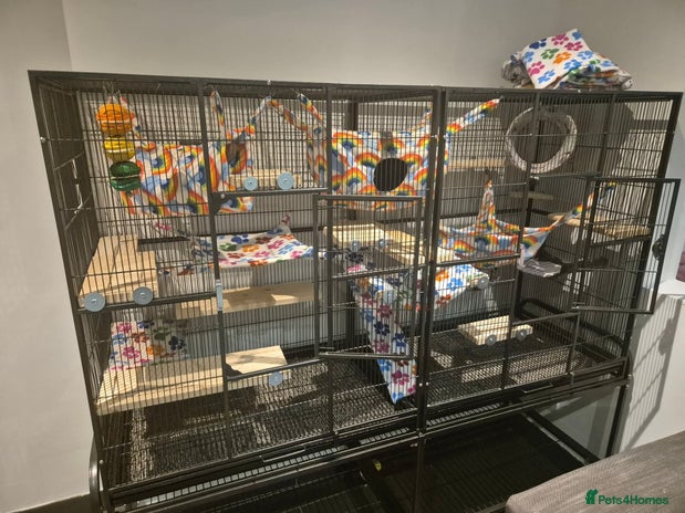 Chinchilla rodents - Advert 5