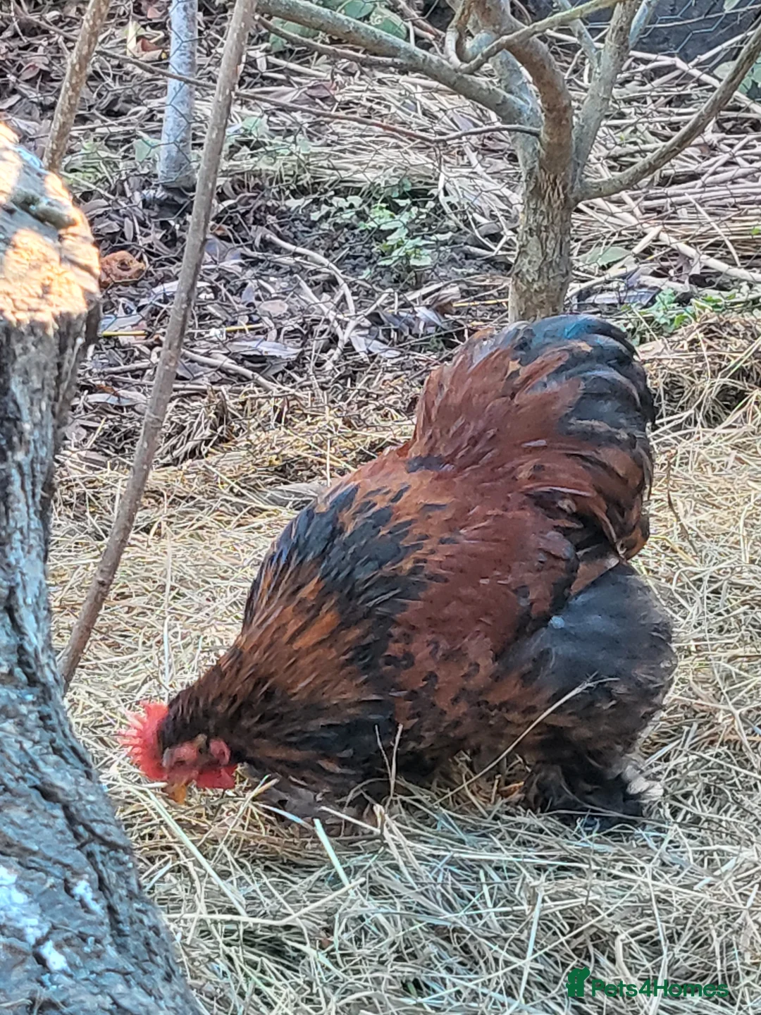 Chickens poultry for sale: Red laced peekin bantam cockerel - Advert 1
