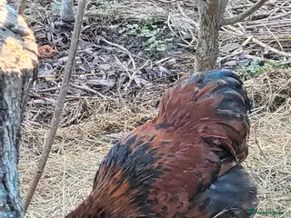 Chickens poultry Red laced peekin bantam cockerel - Advert 6