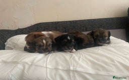 Mixed Breed dogs for sale: Lhasa Apso/ Jackhuahua puppies  - Image 14