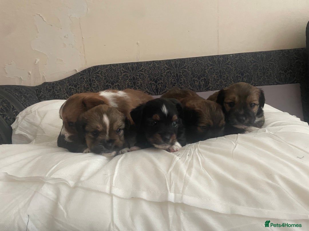 Mixed Breed dogs for sale: Lhasa Apso/ Jackhuahua puppies  - Image 14