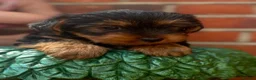 Yorkshire Terrier dogs for sale: 3 beautiful Yorkie boys for sale - Advert 27