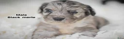 Cockapoo dogs for sale: Beautiful puppies  - Advert 1