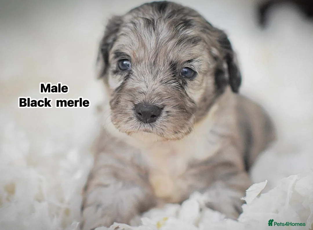 Cockapoo dogs for sale: Beautiful puppies  - Advert 1
