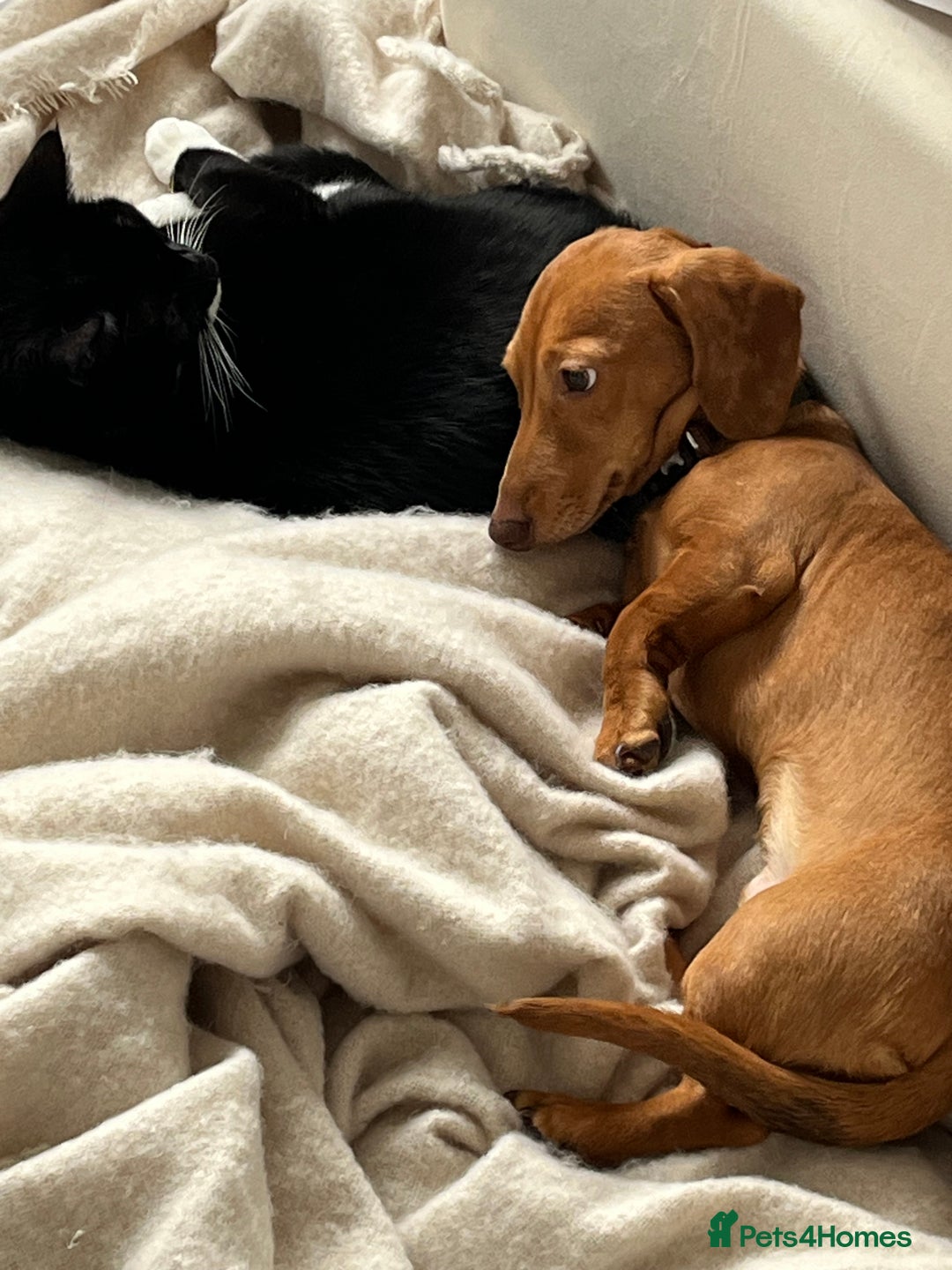 Miniature Dachshund dogs for sale: Mini sausage looking for loving home - Image 6