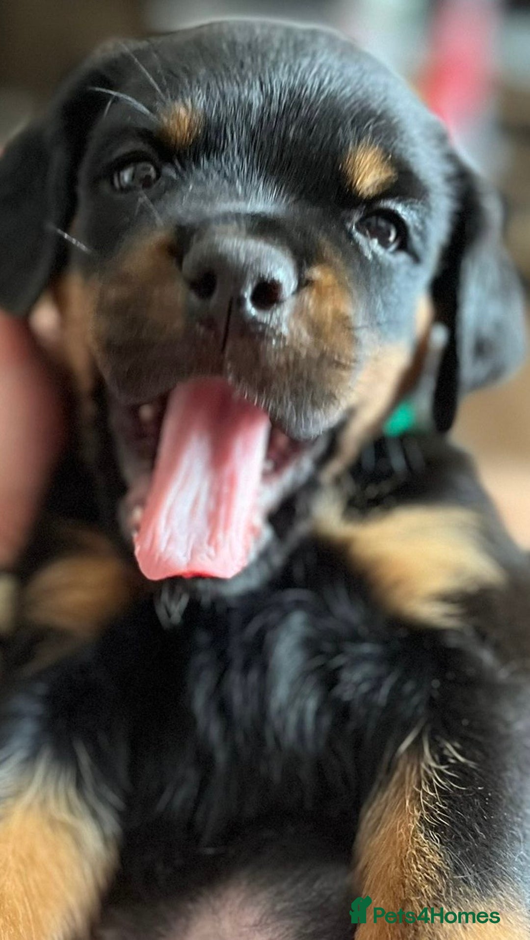 Rottweiler dogs for sale: Stunning kc registered Rottweiler pups.  - Image 22