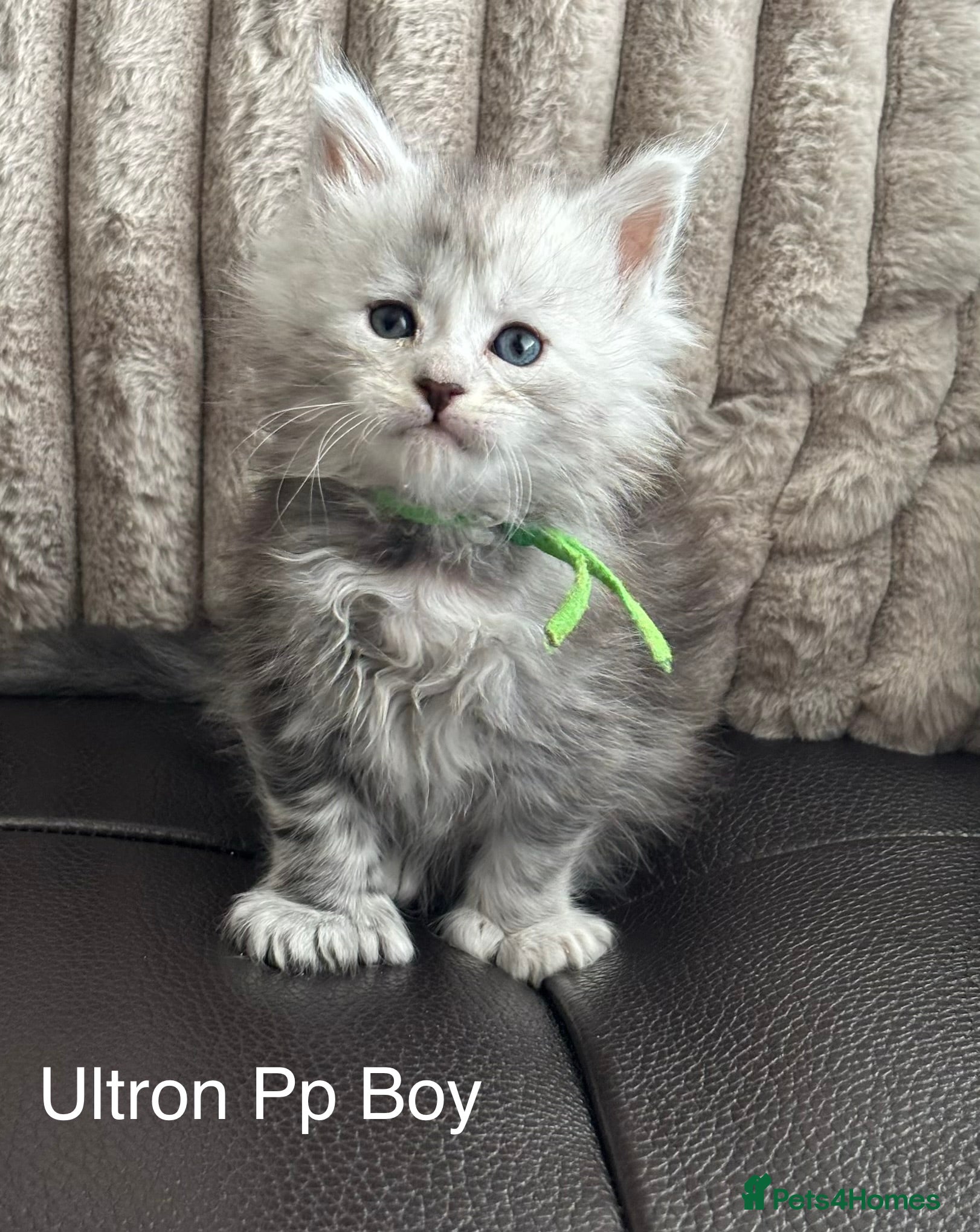 Maine Coon cats Stunning tica registered Maine coon kittens  - Advert 17
