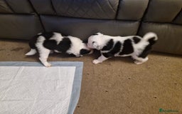 Border Collie dogs for sale: 2 X male border collie pups for sale - Image 4