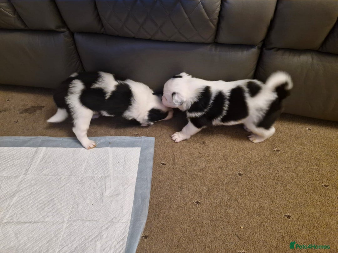 Border Collie dogs for sale: 2 X male border collie pups for sale - Image 4