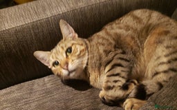 Domestic Shorthair cats for sale: Two loving young Bengal Mix Sisters - Image 12
