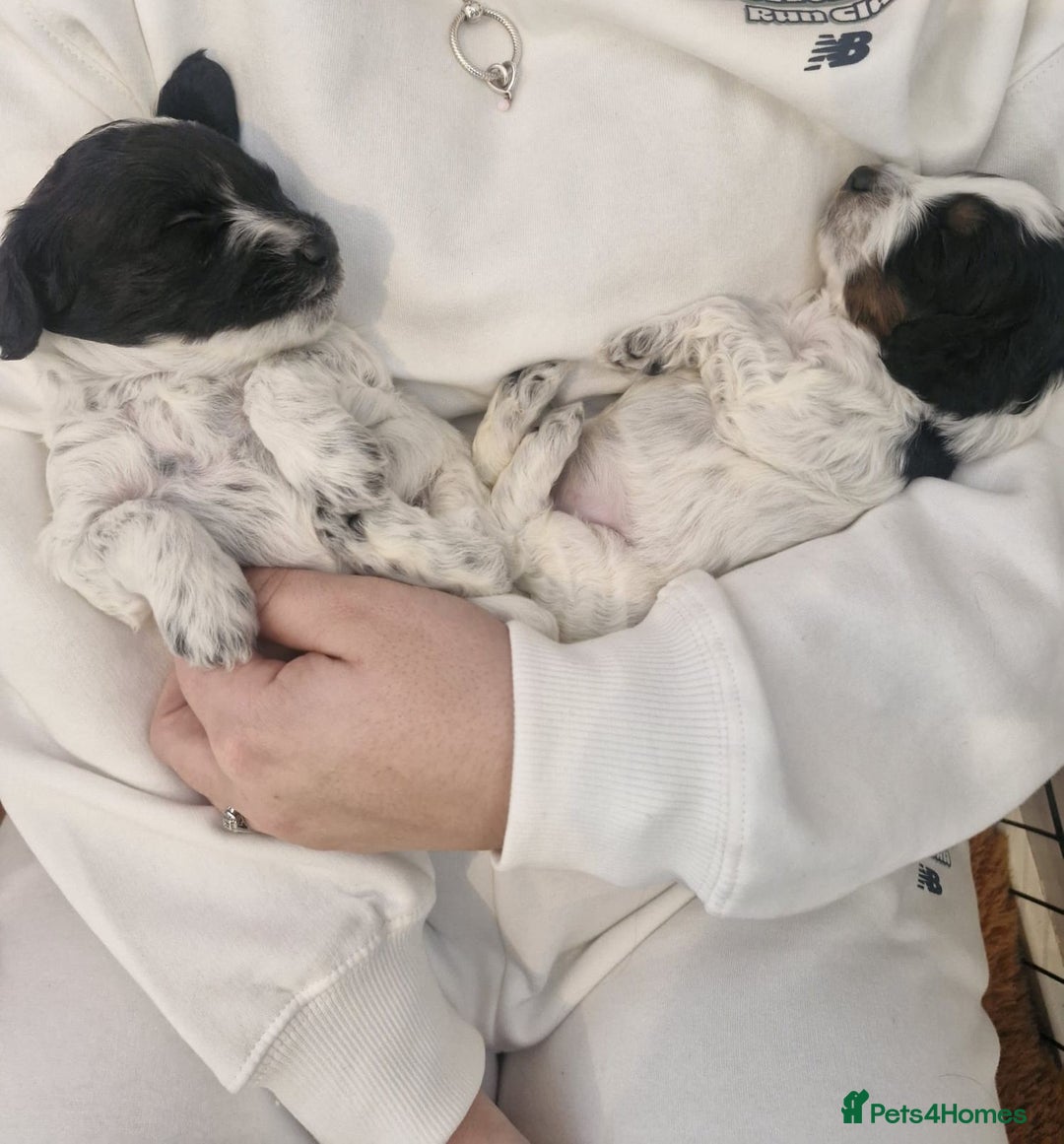 Cockapoo dogs for sale: Miniature cockapoo puppies  - Advert 4