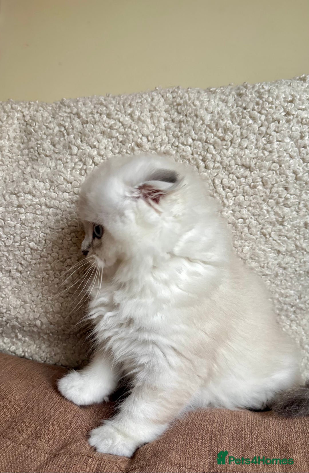 Scottish Fold cats for sale: 🌟🌟🌟🌟🌟Pedigree Scottish Fold Kittens - Advert 17