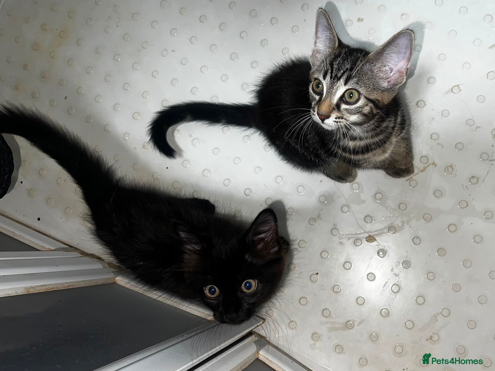 Mixed Breed cats Domestic Kittens - One Tabby, One Black/Dark Brown - Advert 1
