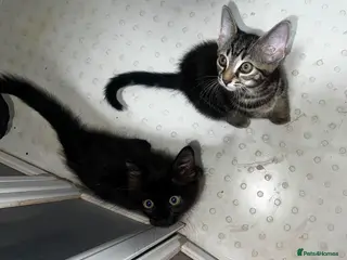 Mixed Breed cats Domestic Kittens - One Tabby, One Black/Dark Brown - Advert 1