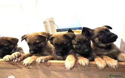Mixed Breed dogs for sale: 7 German Shepherd & Belgian Malinois Puppies - Image 2