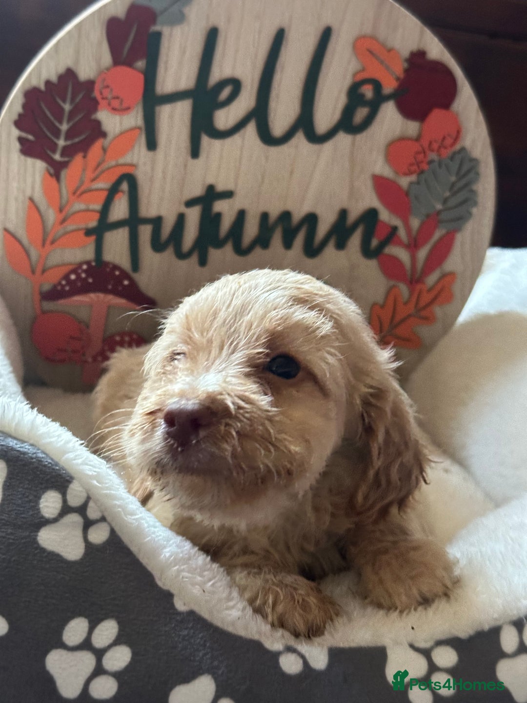 Cockapoo dogs for sale: F3 Cockapoo puppies. Prices do vary.  - Image 4