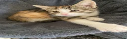 Mixed Breed cats for sale: Stunning kittens ready for their forever homes  in Sheffield - Advert 4