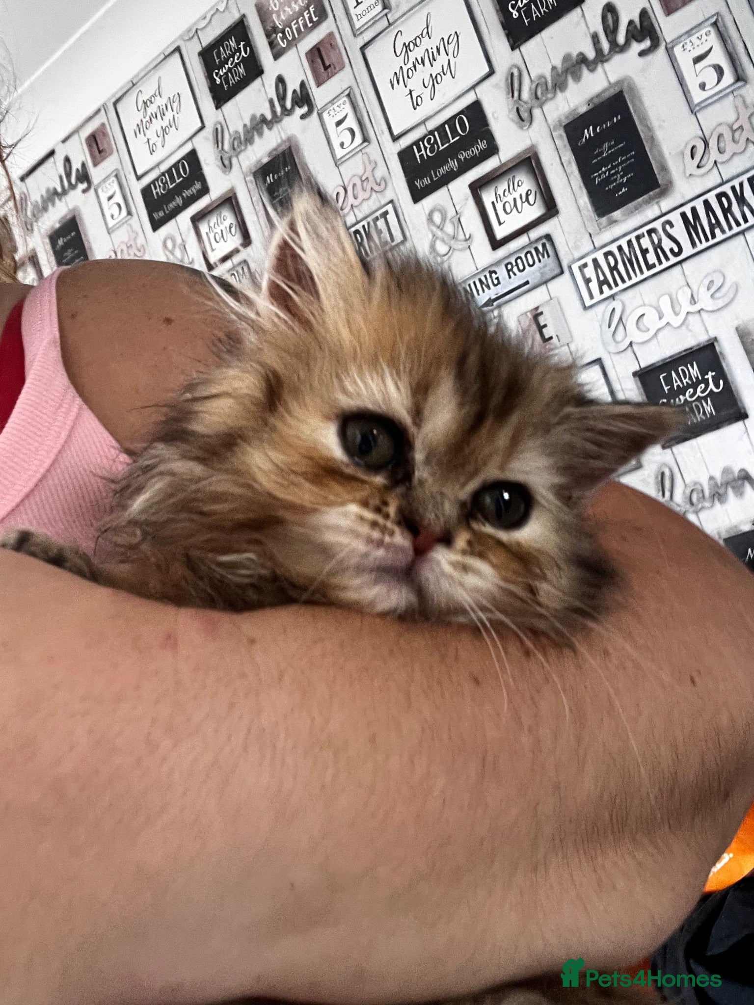 Persian cats FLUFFY PERSIANS 1 girl left 😻 - Advert 2