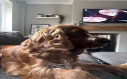 Cocker Spaniel dogs for sale: Beautiful show cocker spaniel  - Image 3