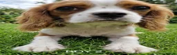 Cavalier King Charles Spaniel dogs for sale: Blenheim Cavalier King Charles Spaniel Puppies - Advert 12