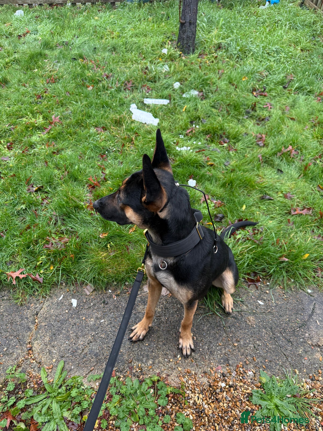 Belgian Shepherd Dog dogs for stud: Cairo !! DUTCH HERDER!! Protection Trained.  - Advert 2