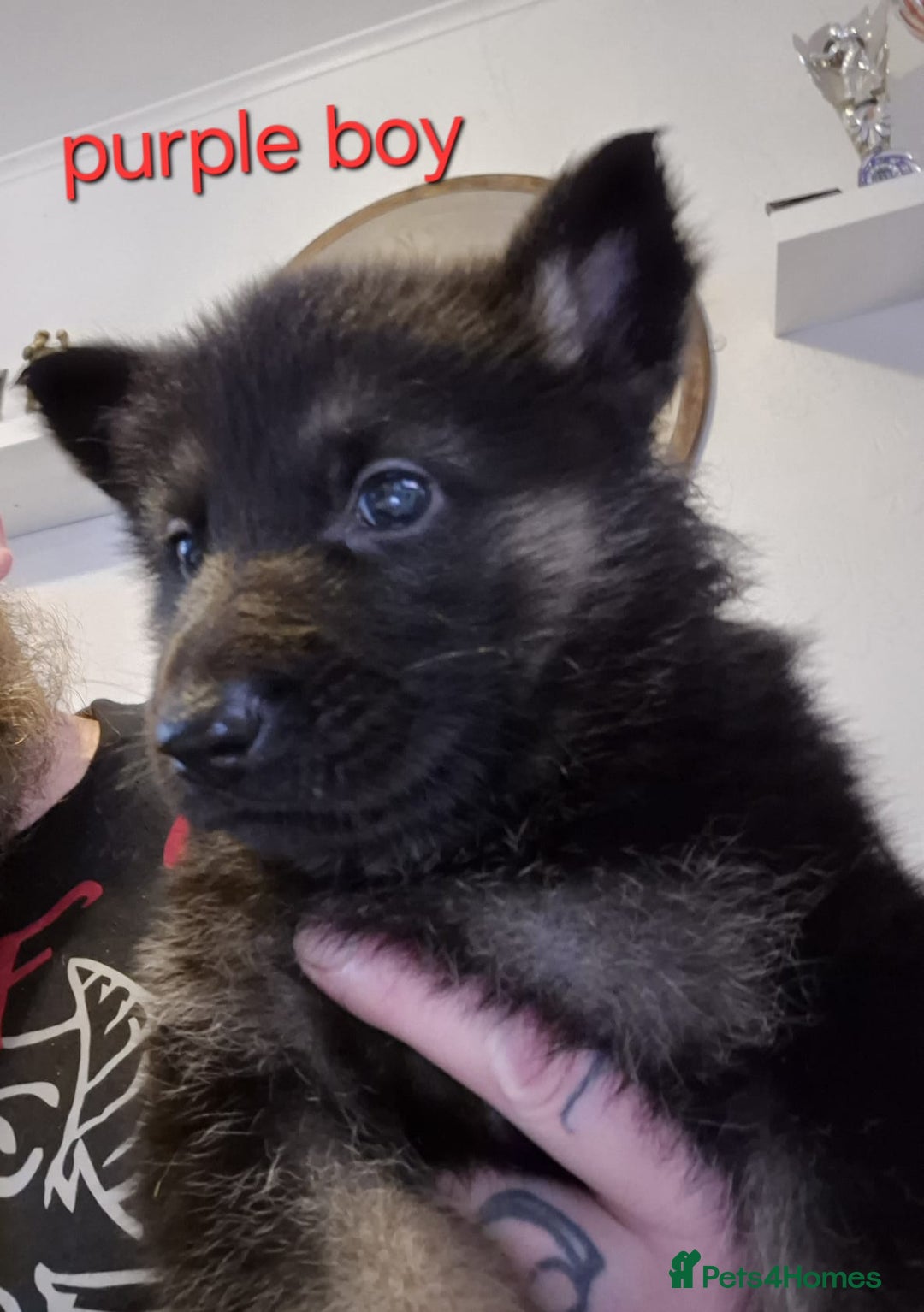 German Shepherd Black Wolf Dog With Blue Eyes German Shepherd Pups For Sale  In Swansea Pets4Homes, image size:1080x1534