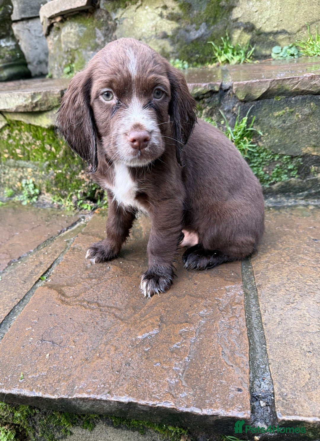 Cocker Spaniel dogs for sale: Ready to leave now! Cocker spaniel puppies  - Advert 4
