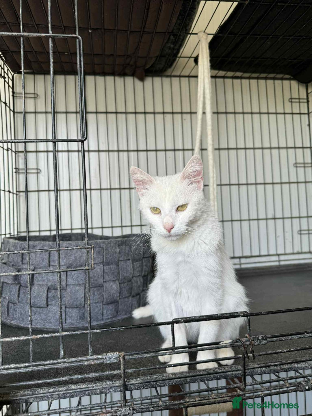 Mixed Breed cats for adoption: Charlotte - Norwich Norfolk   - Advert 10