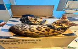 Bengal cats for sale: Beautiful rosette female Bengal kitten  in Okehampton - Image 1