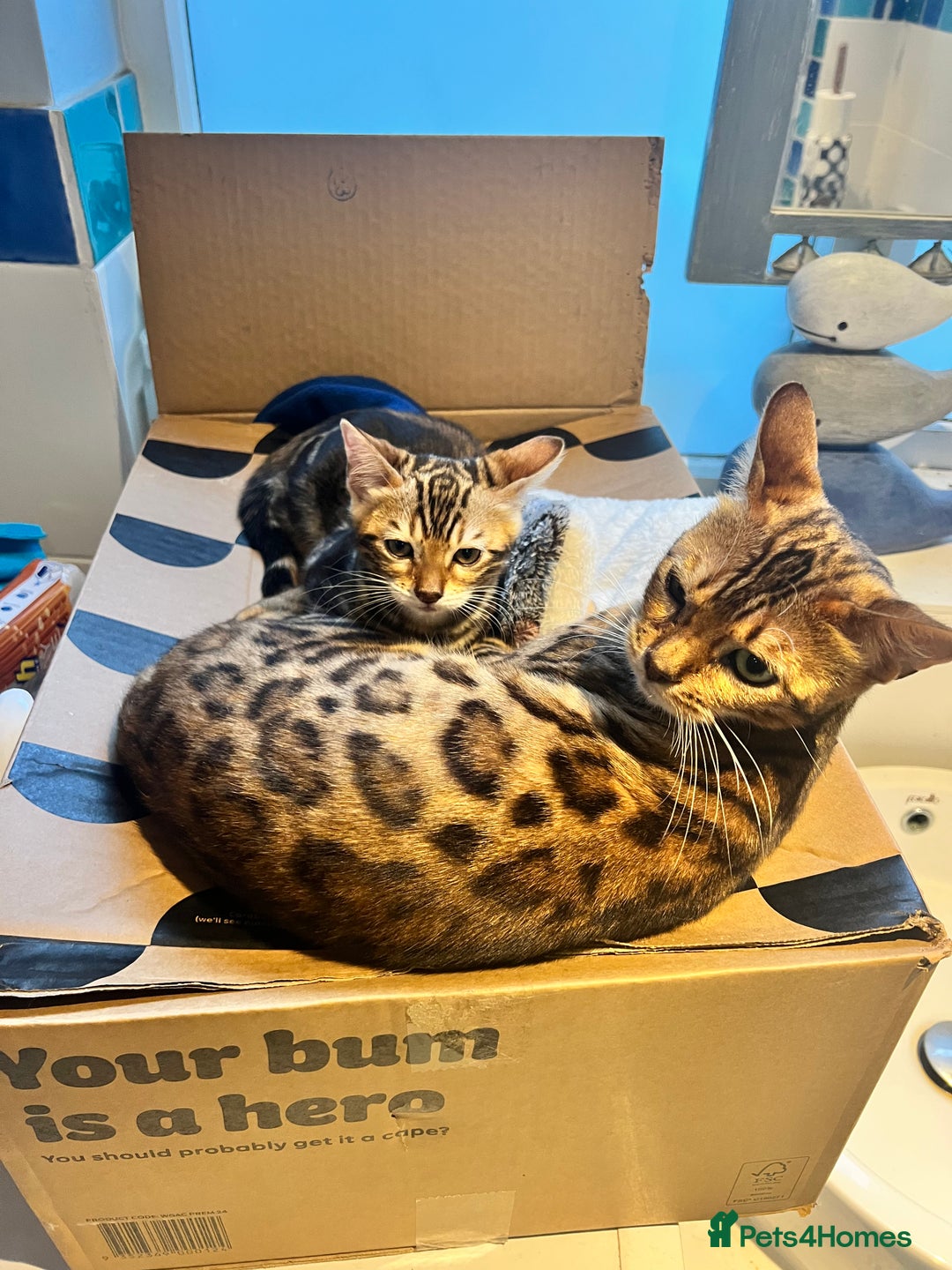 Bengal cats for sale: Beautiful rosette female Bengal kitten  in Okehampton - Image 1