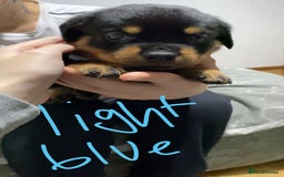 Rottweiler dogs for sale: Kc rottweiler puppies  - Image 14