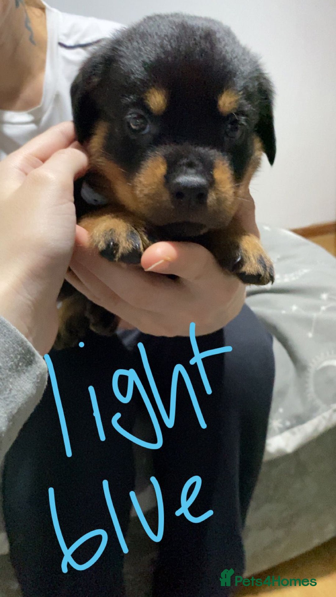 Rottweiler dogs for sale: Kc rottweiler puppies  - Image 14