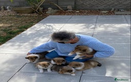 Rough Collie dogs for sale: ROUGH COLLIE  SABLE AND WHITE MALE PUPPIES - Image 24
