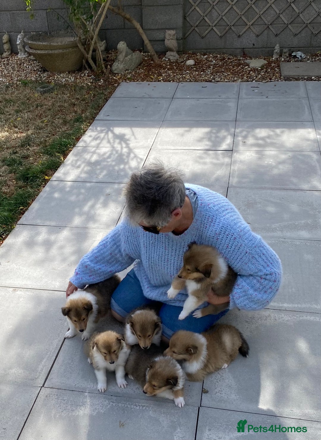 Rough Collie dogs for sale: ROUGH COLLIE  SABLE AND WHITE MALE PUPPIES - Image 24